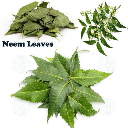 Poudre De Feuilles De Neem Biologique 100g - Azadirachta Indica, Aavi, Expiration 07/2027+
