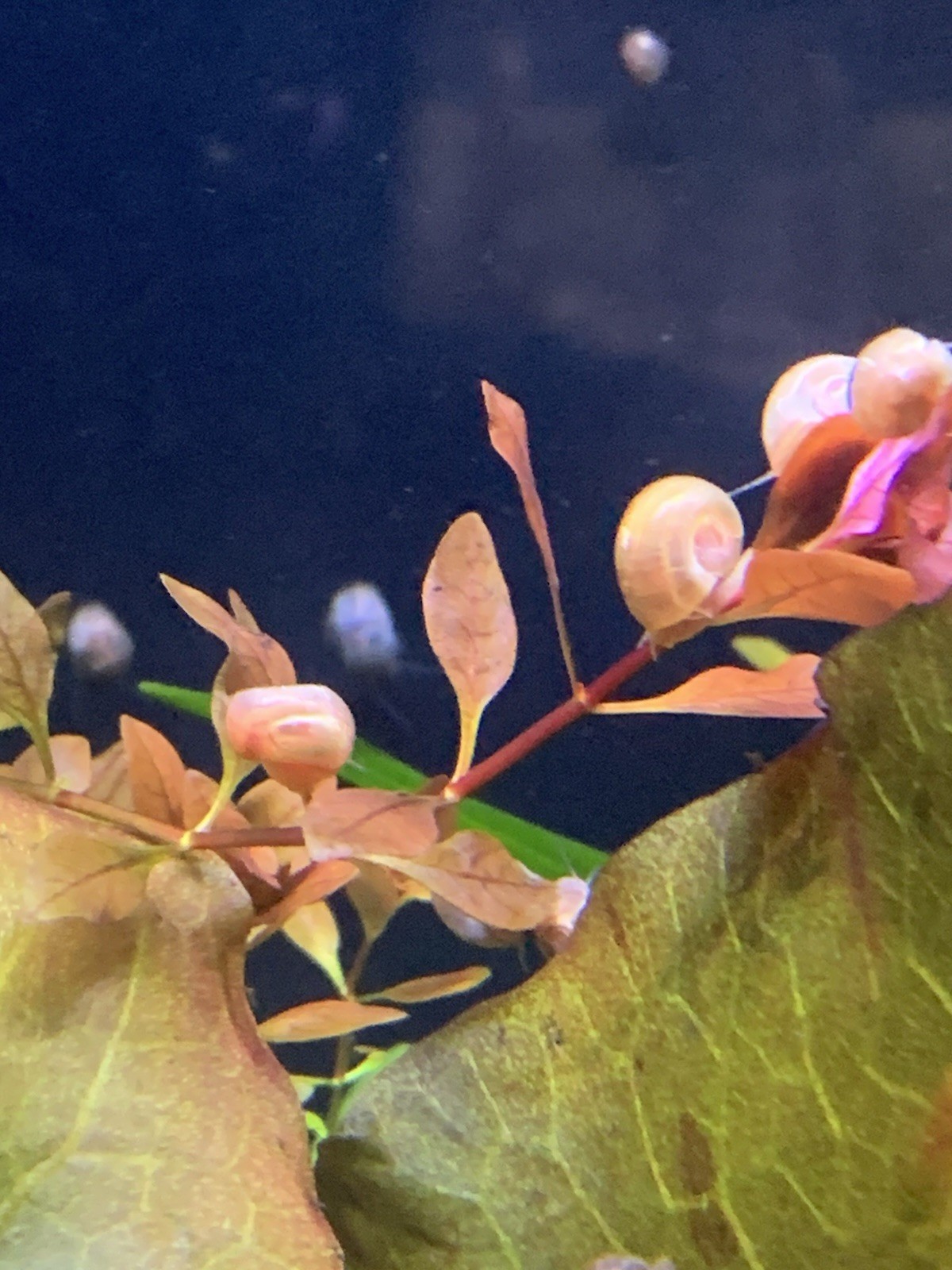 20 + 5 FREE Live Aquarium & Pond Snails Freshwater ( RAMSHORN ) Plus Stems Plant