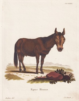 Maultier Esel mule donkey Kupferstich Schreber 1774.