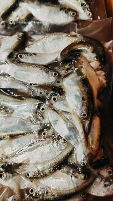 Frozen Gizzard Shad 2-4 Inches Catfish Bait X3 Bags.