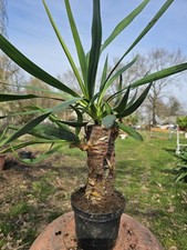 🌴Yucca Recurvifolia 50 cm / 25 cm tronco resistente -25 giglio di palma palma 