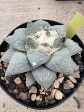 A - Cauliflower Seed Grown Amazing Plant! 6” Pot