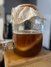 Mère Scoby Kombucha bio disque , nourrit thé & sucre bio et instructions