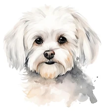 2x Maltese car sticker 9x9 cm dogs sticker