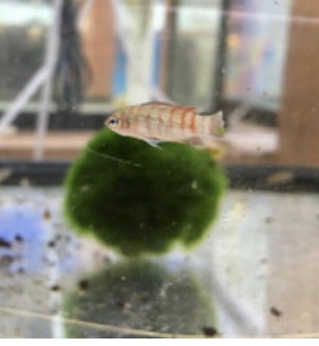 Scarlet Badis Dario Dario live and healthy