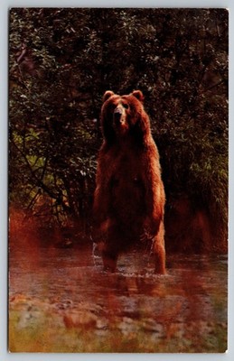 Kodiak Bear National Parks Centennial Vintage Postcard 1972