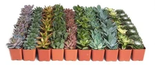 Assorted Succulent Plant Pack Bulk Collection - Live Mini Succulent Plants, L...