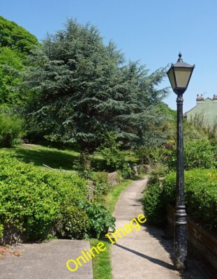 Photo 6x4 Cedar, The Polygon, Bristol Bower Ashton Its blue-green colouri c2012