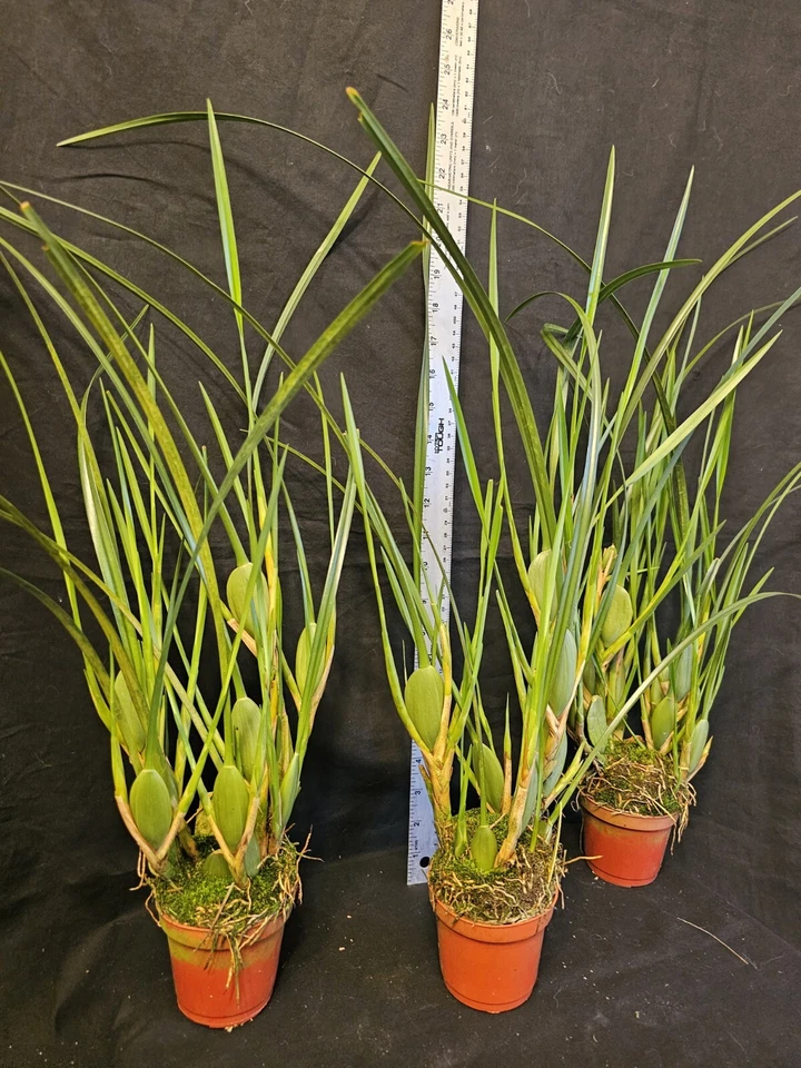 Maxillaria tenuifolia. La orquídea del coco. Especie de orquídea de gran tamaño de floración Foto 3 de 4