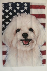 maltipoo ebay