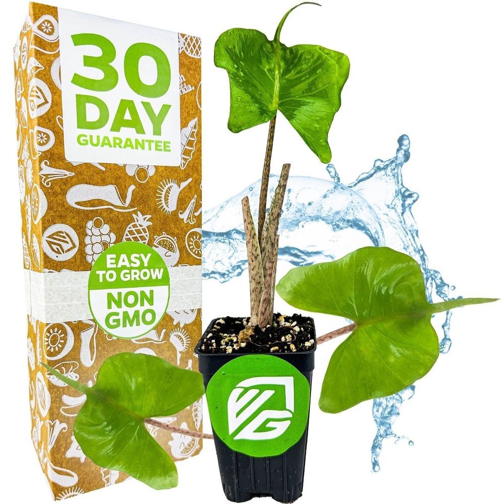 Stingray Elephant Ear - Alocasia - Live Plant