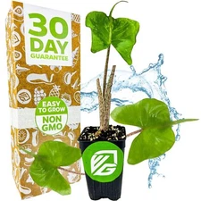 Stingray Elephant Ear - Alocasia - Live Plant