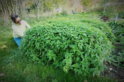 Stinging Nettles - Fresh Dried organic leaves