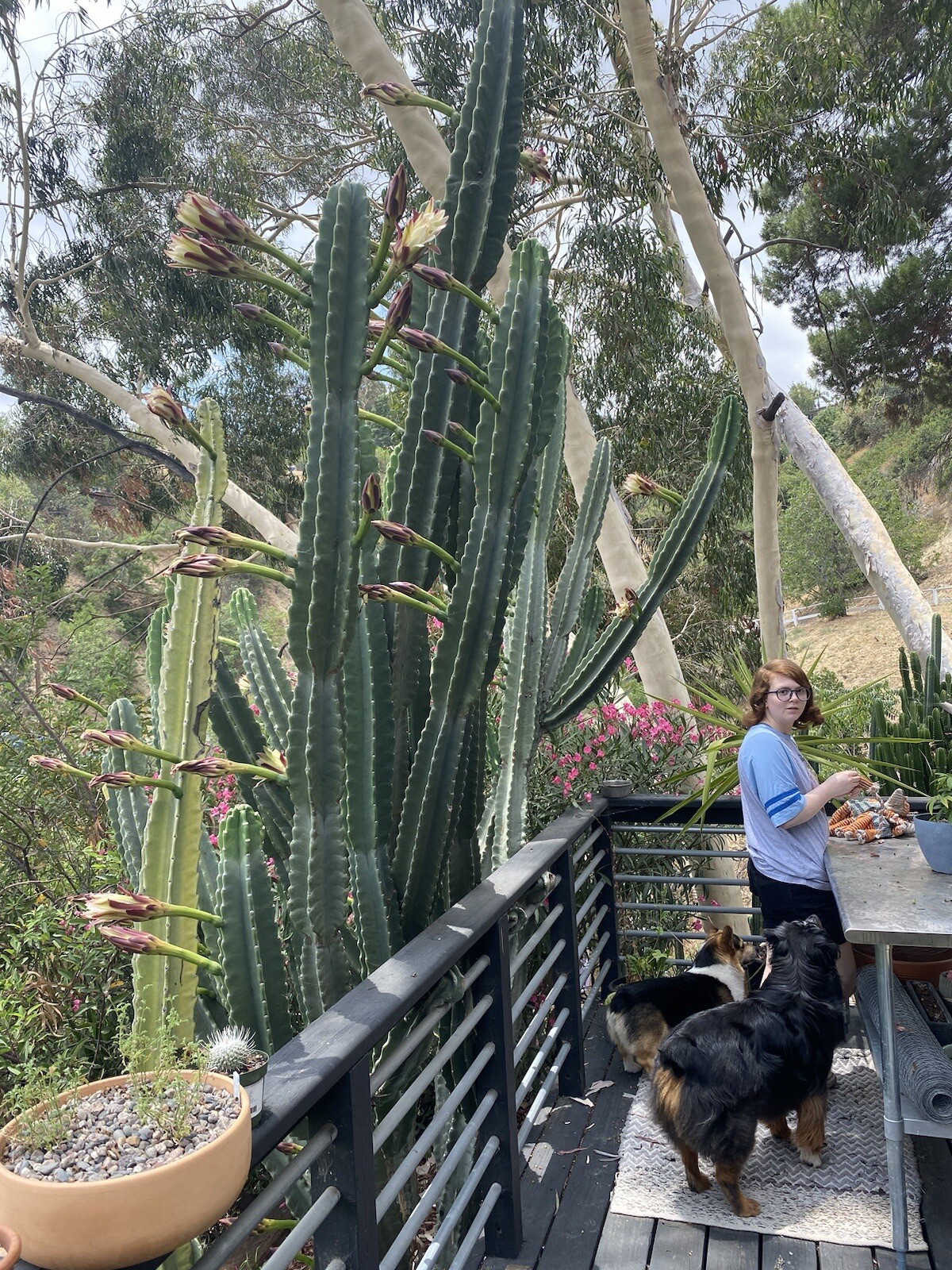Peruvian Apple Cactus | Cereus Peruvianus | 24 Inch Cutting | eBay