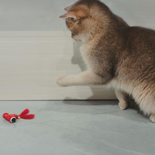 KitiFish Num-mini 8 Cat Toy N8C9ღ J2T7 O1X6 Q6N9 L8Z3 D5P3 - Picture 8 of 12