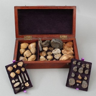 Ancient Jurassic Ammonites Belemnites Brachiopods Marine Fossil Shell Specimens