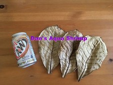 Organic Catappa Indian Almond Leaves Crystal Cherry Shrimp PH Buffer Adjustment