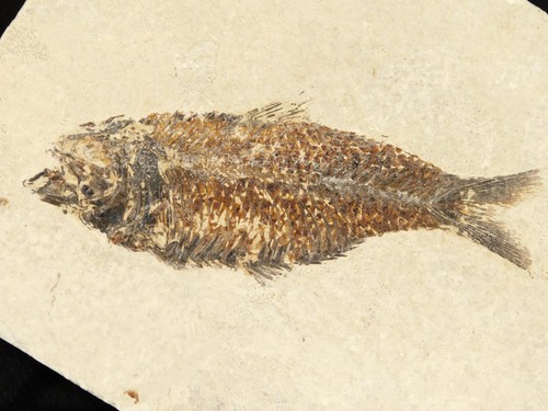 SCALES! 50 Million Year Old Knightia FISH Fossil 100% Natural Wyoming 369gr