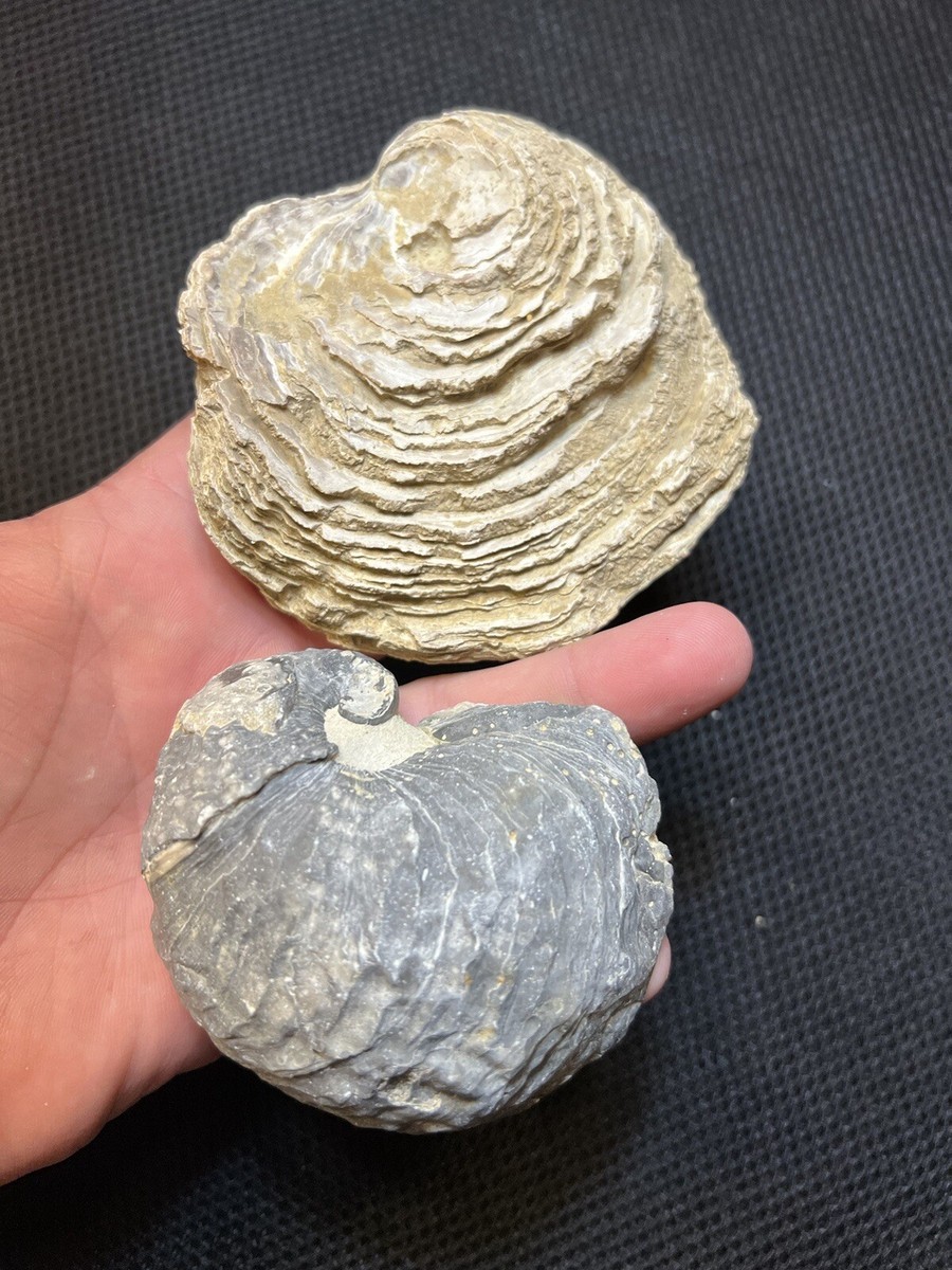 Exogyra Fossil And Fossil Exogyra Cap North Mississippi Cretaceous
