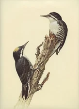 J F Lansdowne BLACK BACKED WOODPECKER wild bird illustration 1977 vintage print