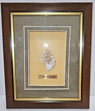 Wood Shadowbox Framed Sea Shell Art 9" X 7" Contains "Common Frog Shell"