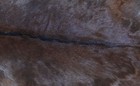 GOAT Western taxidermy Hide Rug Natural Pattern Fur Goat Hide Rode SA-3906 — photo 3