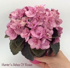 African Violet Leaves (2) Hunter's Ashes of Roses (SM)