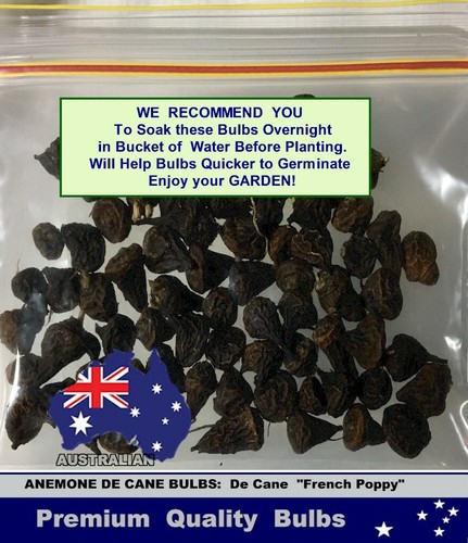 ANEMONES De Caen -French Poppies MIX COLOR - 50x BULBS - Picture 6 of 7