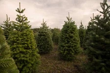 Christmas Tree Seeds for Planting 50 Seeds Balsam Fir (Abies Balsamea)