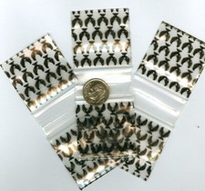 100 Apple Baggies Black Eagles 1.5 x 1.5" reclosable Minizip bags 1515