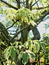 VARIEGATED CEIBA PENTANDRA Kapok tree Silk Cotton caudex RARE plant 5 seeds