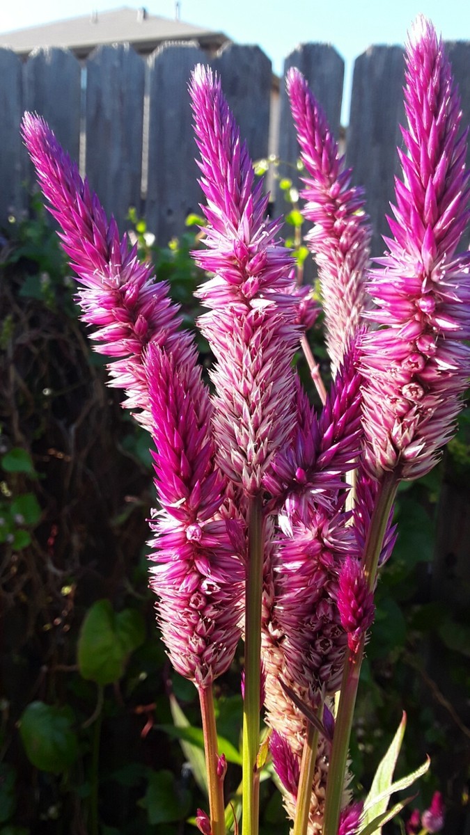 200 Celosia Argentea, Lagos spinach Shoko Yokoto Flamingo Feathers