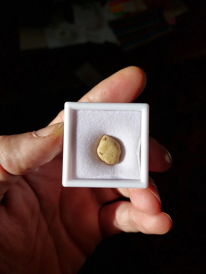 Ancient Natural Clam Pearl - Image 2 of 4