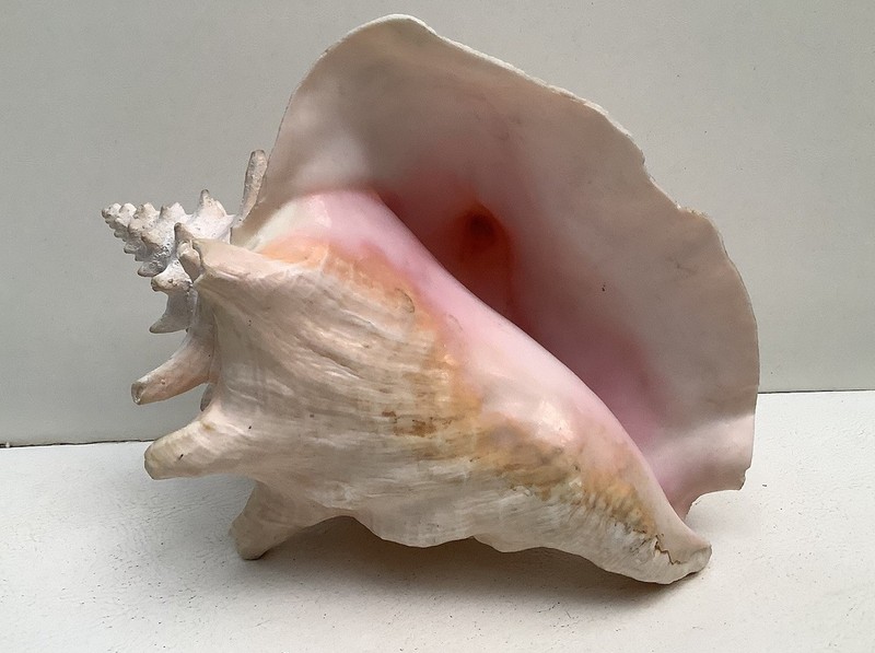 Vintage Large Pink Horned Natural Queen Conch Seashell Beach Decor Aquarium 7.5”