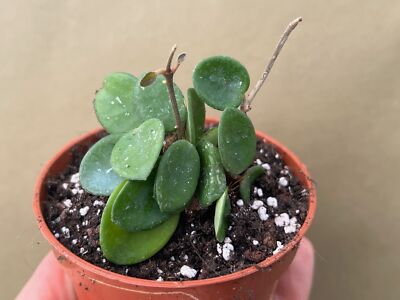 Hoya cv. Mathilde Splash