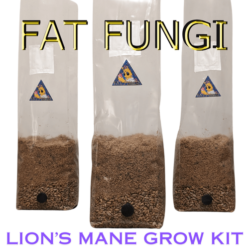 Lion's Mane Gourmet Mushroom Grow Kit All In One Bag Organic Rye