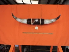 MOUNTED STEER BULL  HORNS 3'8" tip to tip #387 BULL HORN LONGHORN 18 1/2" Base