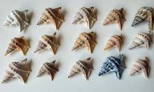 15 x Pelikanfuß Schnecke Skagerrak Skagen Jütland Muscheln Ostsee Grenen 3