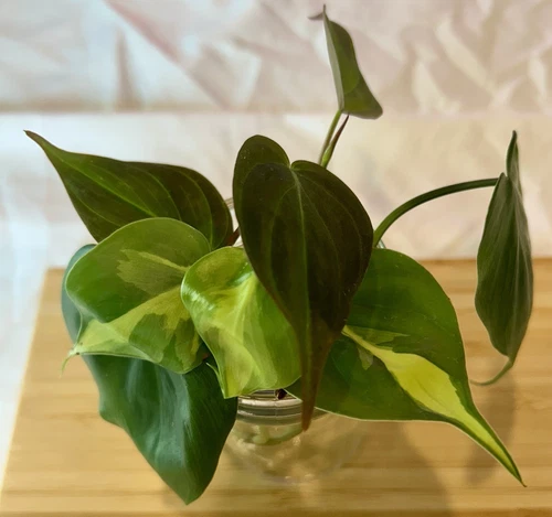 Philodendron Cutting Bundle – Micans, Brasil & Heartleaf | Rooted Node & Leaf