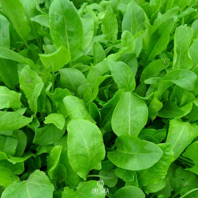 Sauerampfer 100+ Stück frische Samen. Breitblättrige Sauerampfer Samen (Rumex acetosa)