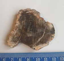Dicke Scheibe Fossiles Holz - Madagaskar - 6,5 cm