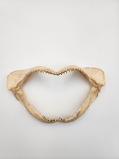 8.50’ X 4.50' Bull SHARK Jaw with Great Teeth Rows Intact Taxidermy VTG