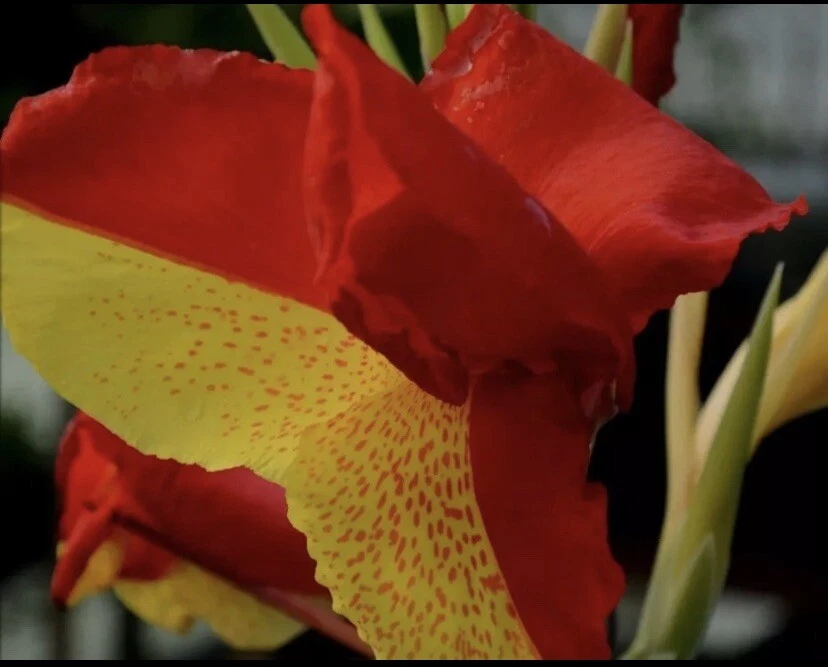 5 Cleopatra Canna Lily Rhizome Bulbs “Red & Yellow Blooms” 100% Organic - Image 4 of 4