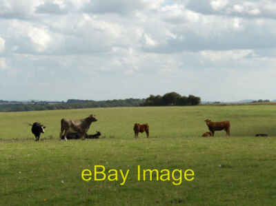 Photo 6x4 Cattle near Old Warren Fawley/SU3981 Pastures amidst a mostly  c2006