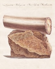 1800 - Elefant Stoßzahn