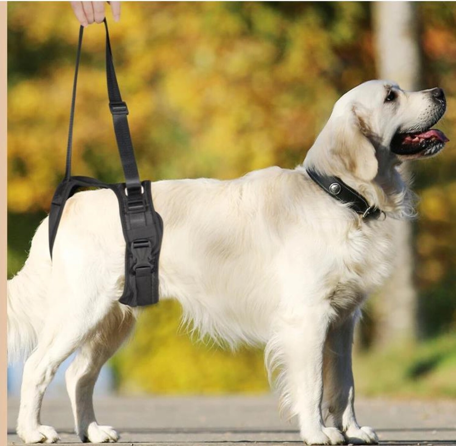 Hunde Schlingengeschirr Gehhilfe für Hunde Vorne o.hinten Individuell Sicher