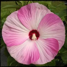 Hardy Hibiscus: Luna Pink Swirl live plant