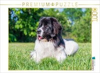 Calvendo Puzzle Landseer On The Meadow | 1000 Pieces, Finished Size 25.2 × 18.9