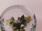 A Dazzling Signed William Manson 2 Yellow & Gray Wild Roses ArtGlass Paperweight — photo 7