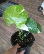 Monstera Thai constellation live plant , Variegated Monstera- in Gallon pot